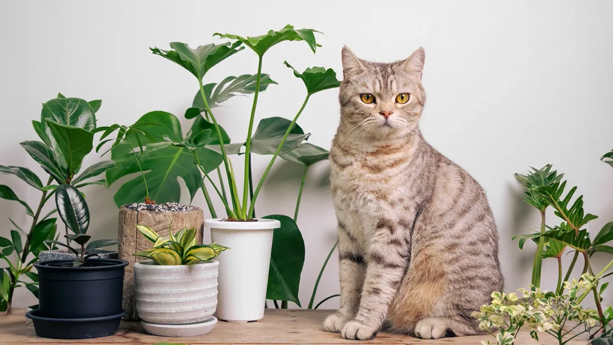 Registro fotográfico documental de Avanço do design biofílico expõe riscos de plantas tóxicas para pets: conheça as espécies seguras que decoram apartamentos sem perigo para os gatos - Foto: Reprodução / woolie.com.br
