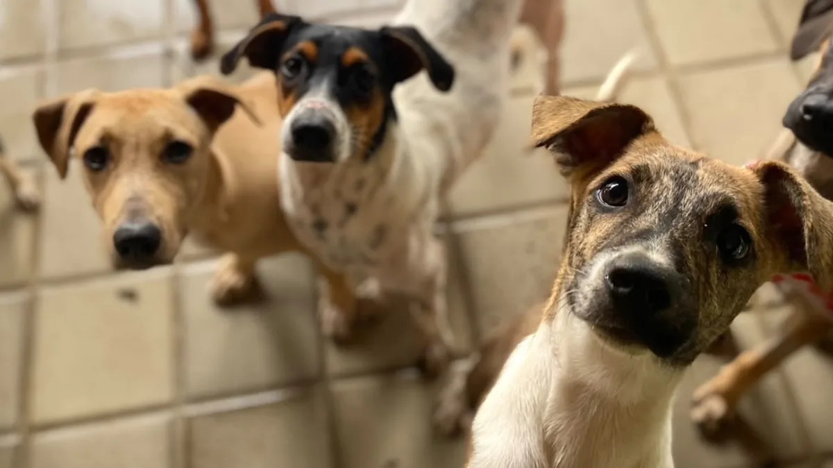 Registro fotográfico documental de Além da adoção: 5 formas de ajudar abrigos de animais lotados sem precisar levar um pet para casa - Foto: Reprodução / Folha Pet