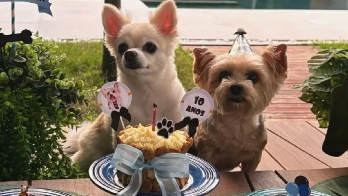 Registro fotográfico documental de Festas de aniversário para pets ganham força, mas veterinários alertam para risco de intoxicação por comida inadequada - Foto: Reprodução / Divulgação Oficial / Imprensa