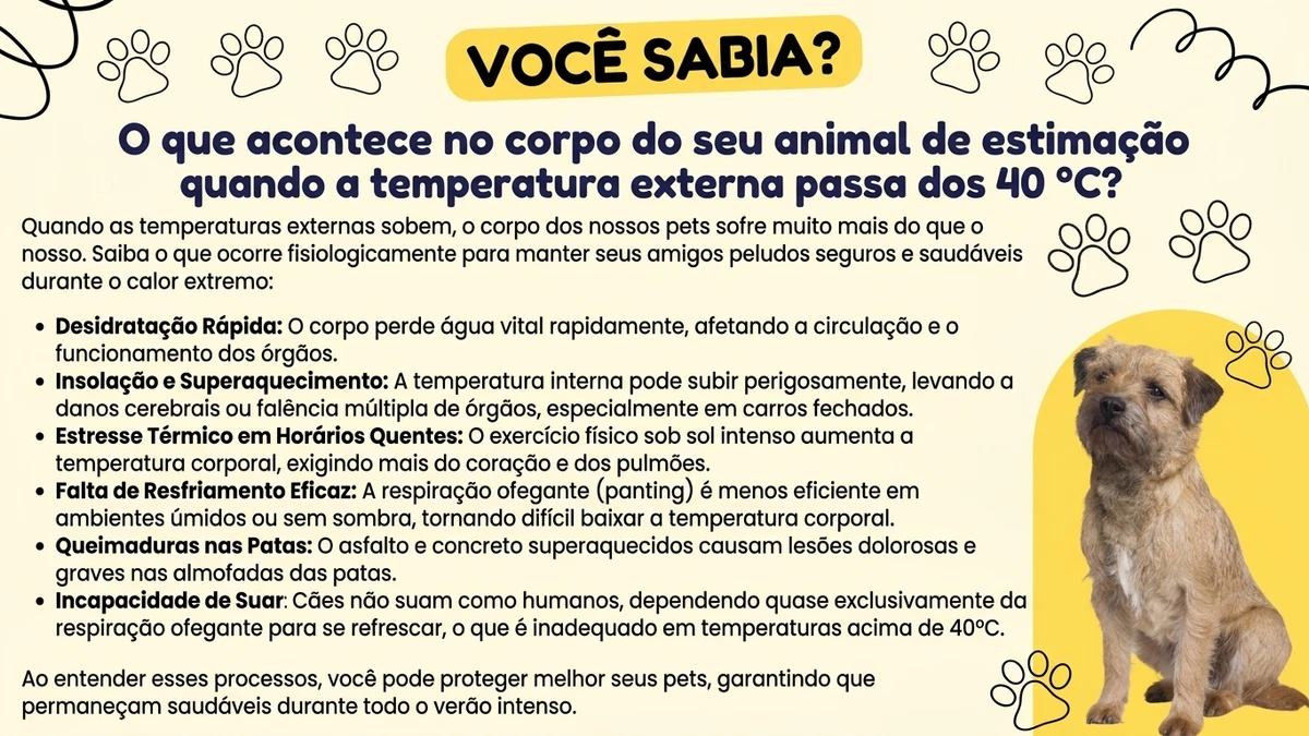 Infográfico editorial ilustrando dados sobre O que acontece no corpo do seu animal de estimação quando a temperatura externa passa dos 40 °C? - Falando Nisso
