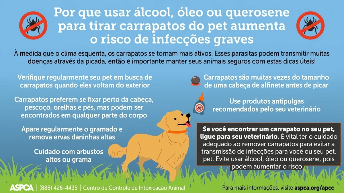 Infográfico editorial ilustrando dados sobre Por que usar álcool, óleo ou querosene para tirar carrapatos do pet aumenta o risco de infecções graves - Falando Nisso