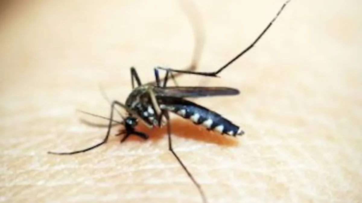 Registro fotográfico documental de Sem veneno e sem alteração genética: como uma bactéria natural transforma o mosquito da dengue em um escudo biológico - Foto: Reprodução / static.poder360.com.br